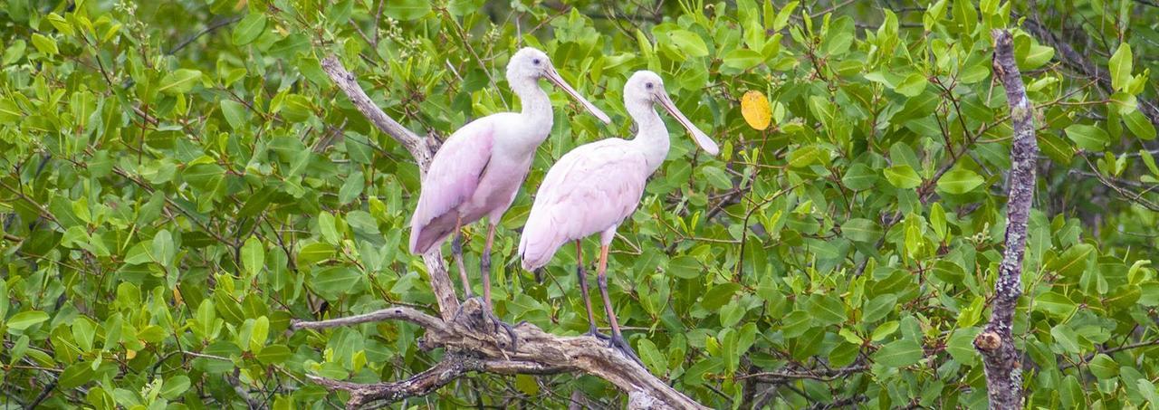 Pousada Rancho Do Nhesko Garuva Ngoại thất bức ảnh